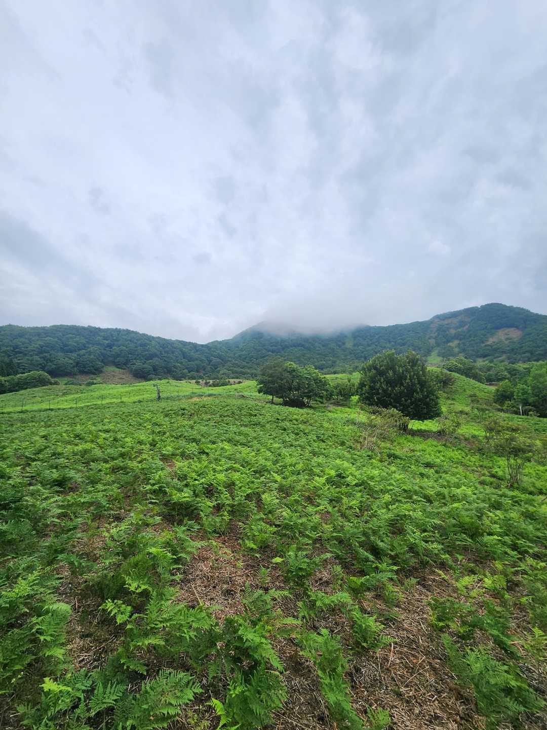 余戸登山口-八本越-三原山 往復コースの写真