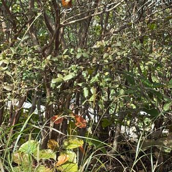ヤマガラが近くにいますが、なかなかうまく撮れません😖