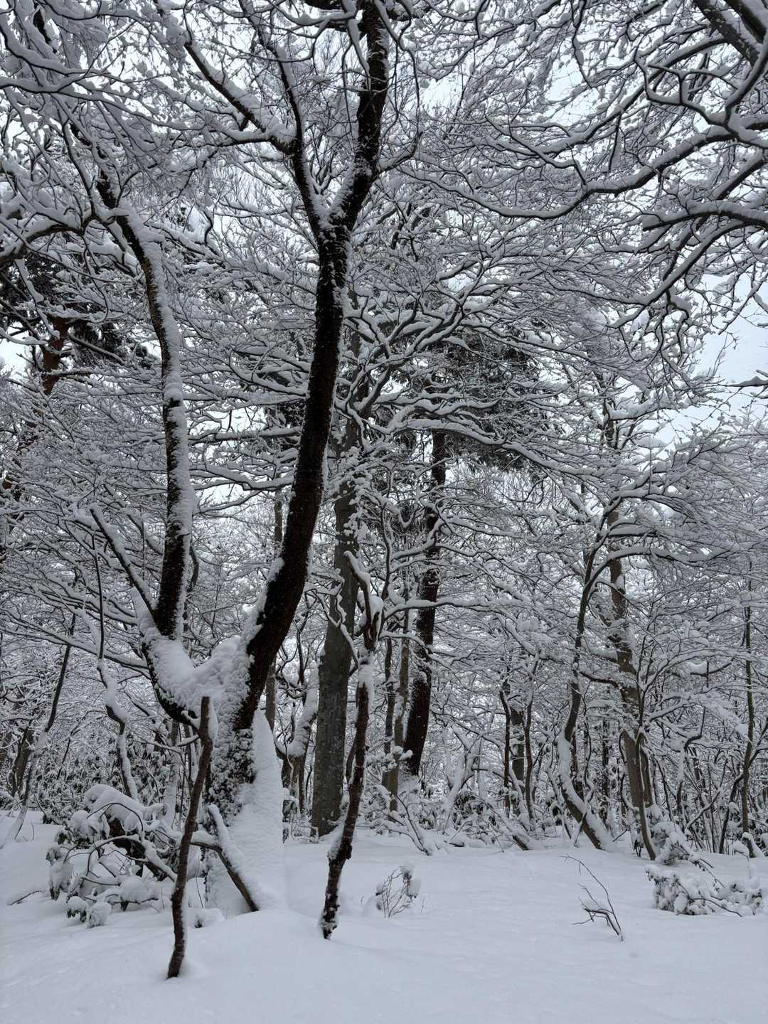 大蔵山 往復コースの写真