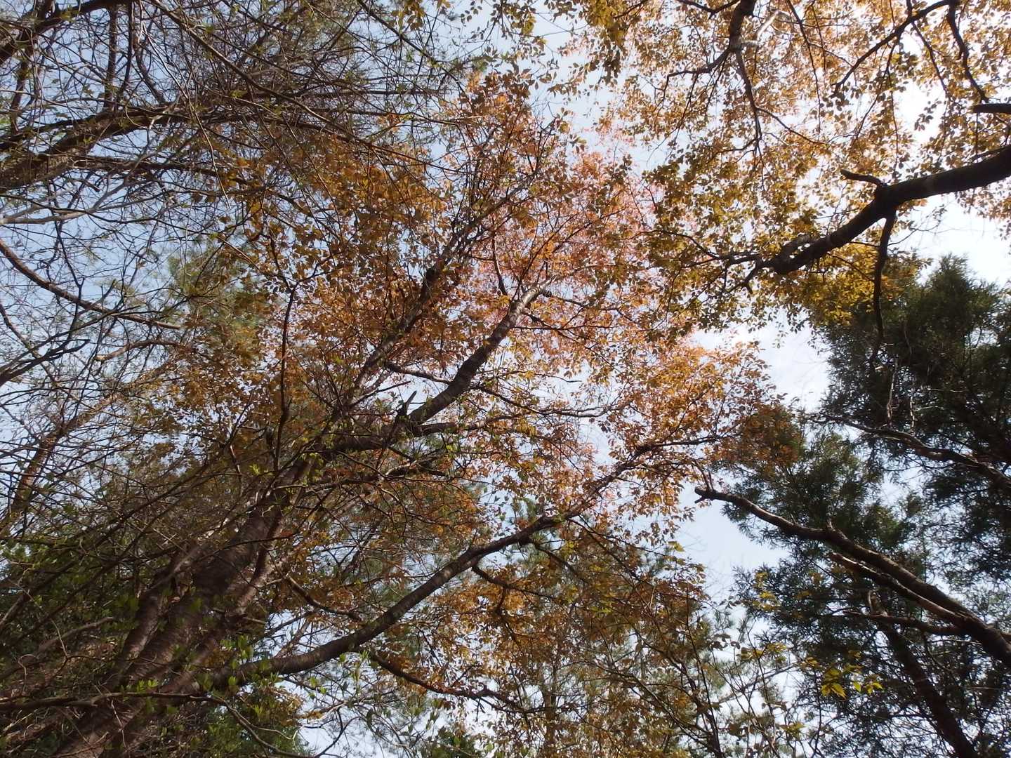 見上げた桜の花びらの道。