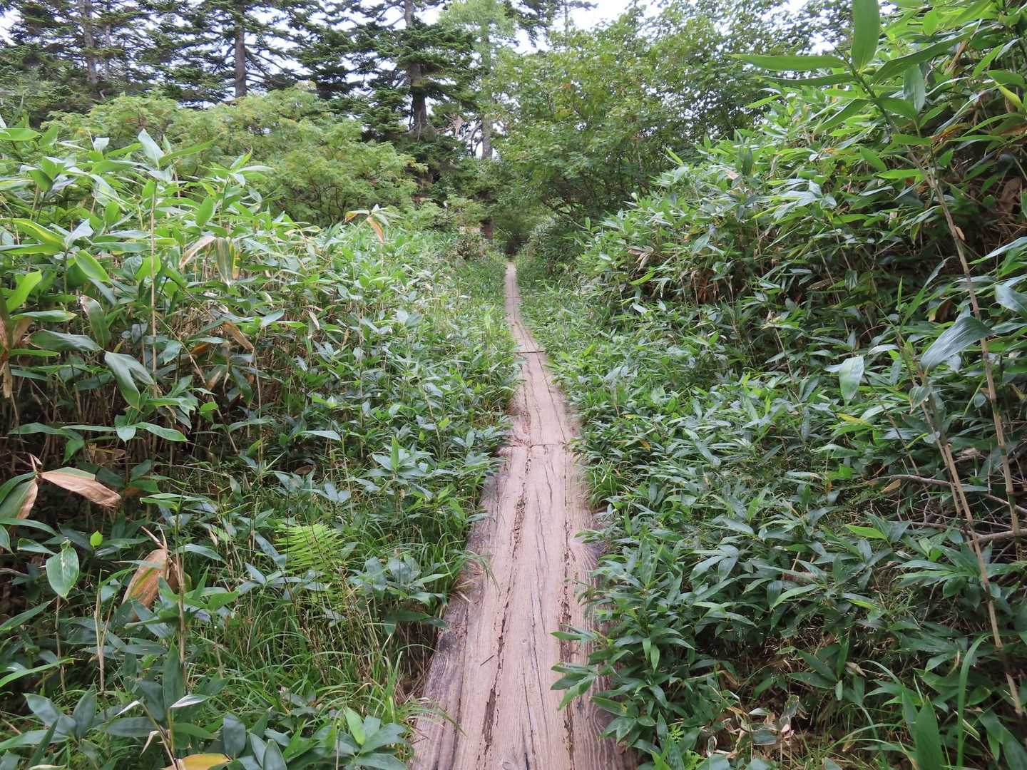 生い茂った笹に囲まれた登山道