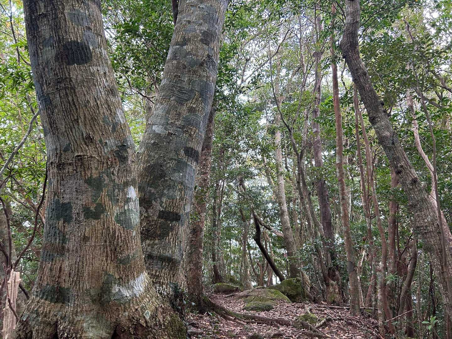 カモフラの木。