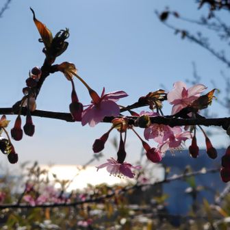 咲き出した河津桜の向こうは光る海