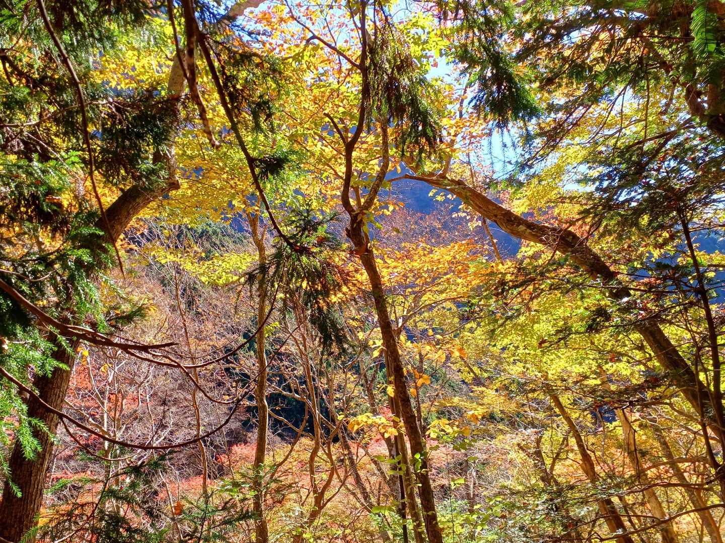 真富士神社-真富士山 往復コースの写真