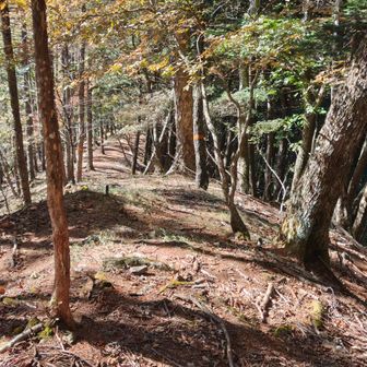 基本尾根筋に沿って歩く👣