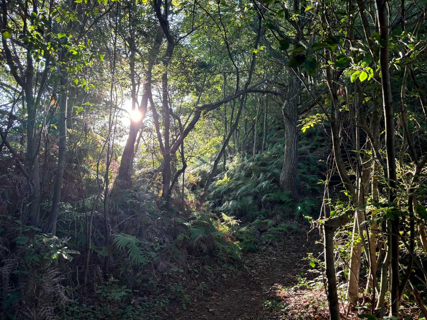笠松山登山口-世田山 往復コースの写真