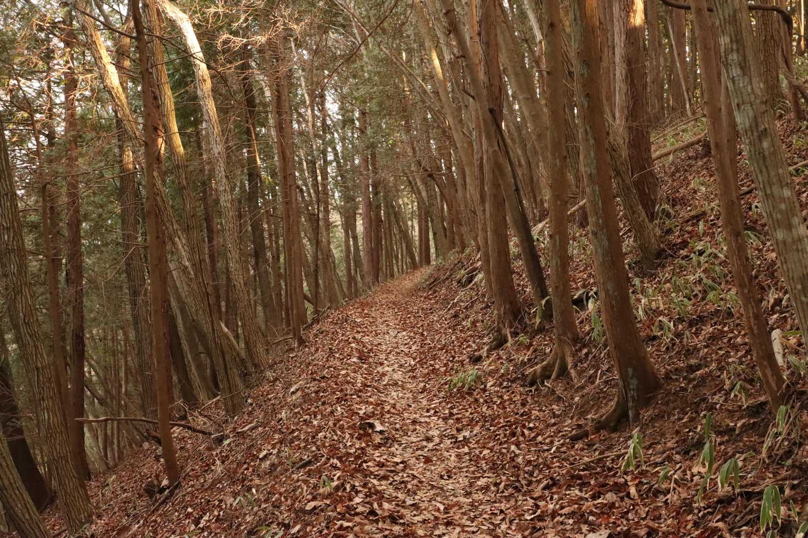 緩やかな道が続き歩きやすいです