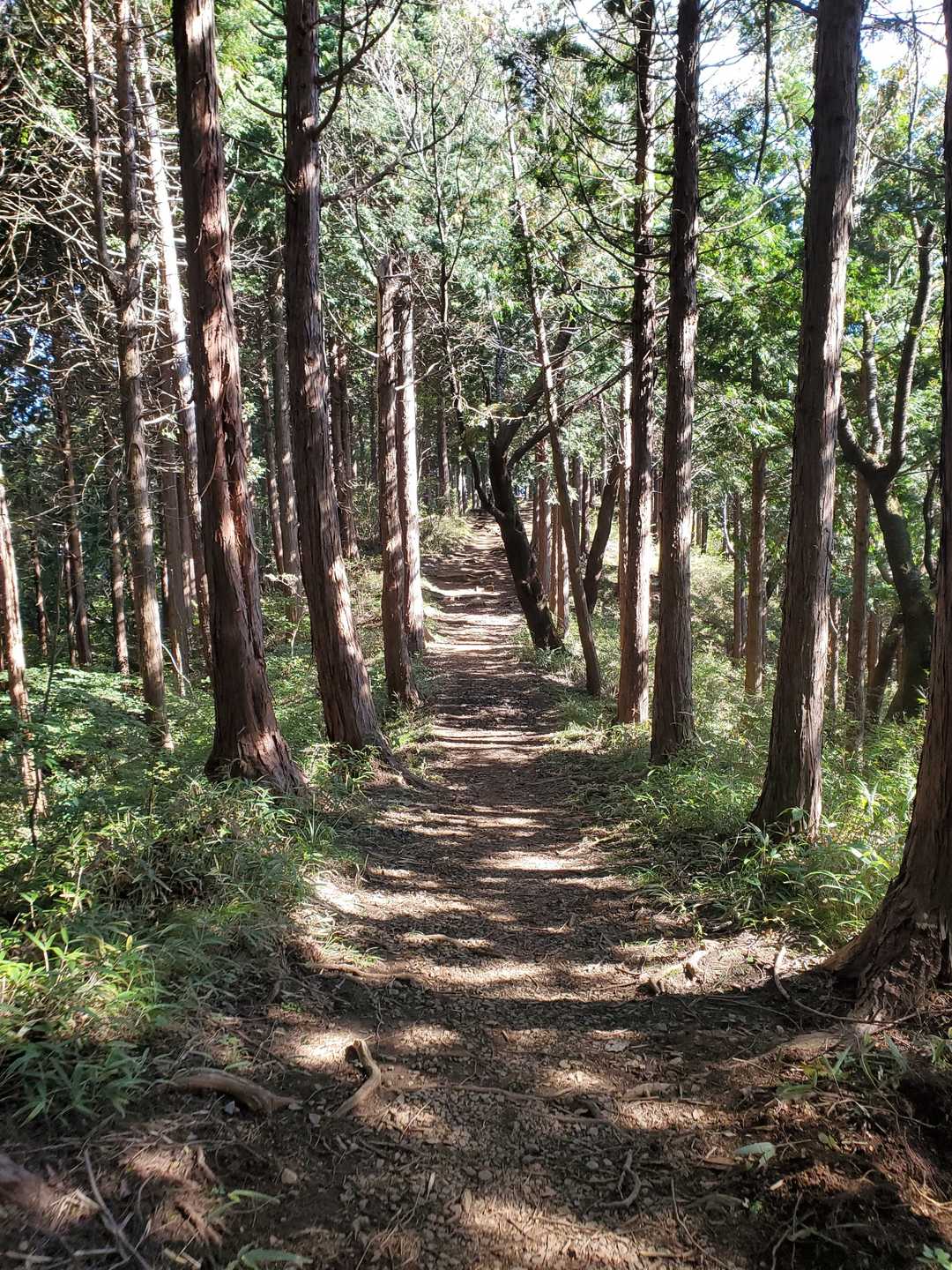石老山 往復コースの写真
