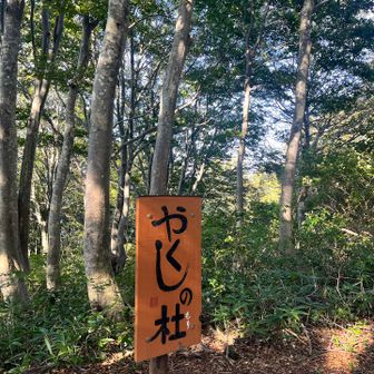 やくしの杜🌳