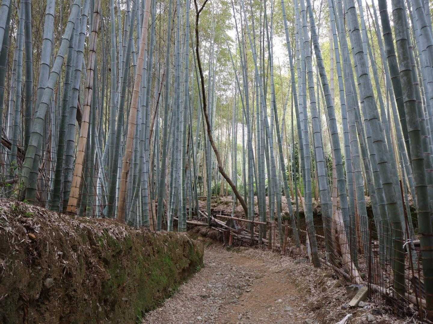今回は登山道画像多めです