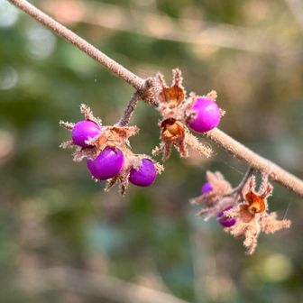 ムラサキシキブ🟣
この時期はお花もなく、紅葉も終わってるし、見どころ少ないので、こういう色のものが現れると嬉しい☺️