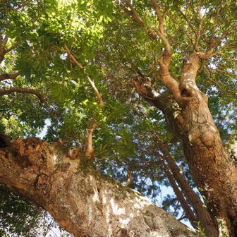 これも素晴らしい大木です。超広角9mm（換算18mm）で、根元から上を向いて撮りましたが、全体を入れることはできませんでした。