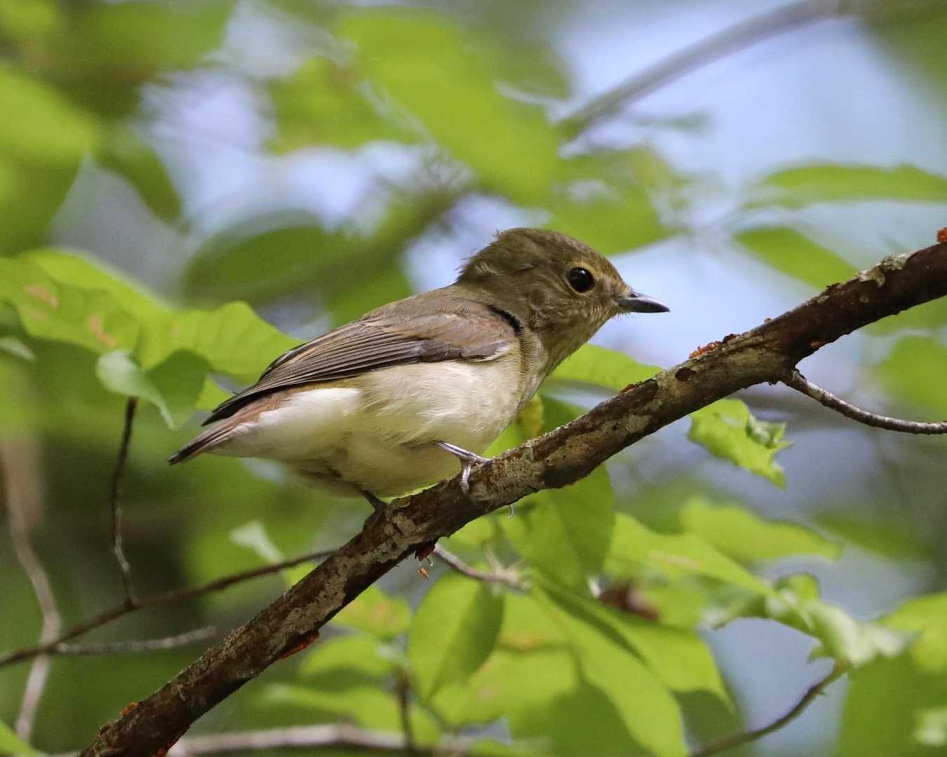 キビタキ♀かオオルリ♀の若かな？