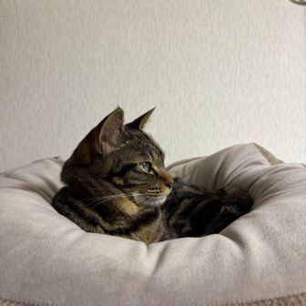 ねこ