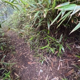 日向峰の巻道。
ここに抜けます。わかりにくいですが、右には日向峰へつながる笹藪のトンネルがあります。