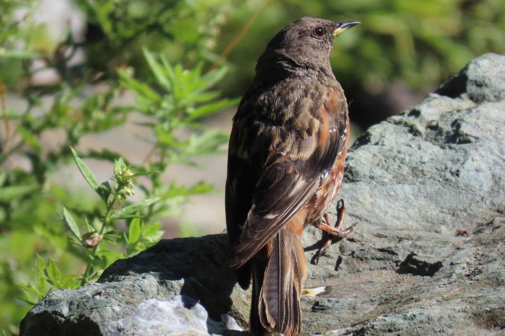 おっと！
いきなり、目の前に🐥⸒⸒
今日は大サービスだね😆