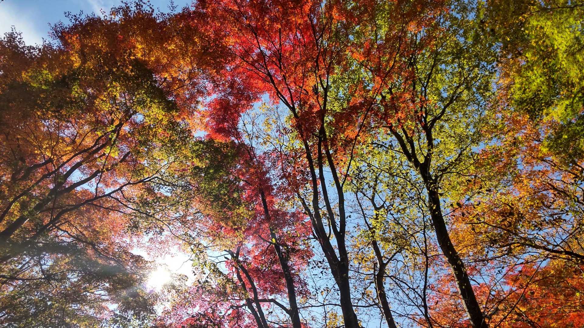 麓登山口-毛無山 往復コースの写真