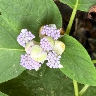 タマアジサイ
これから咲き出す感じです
