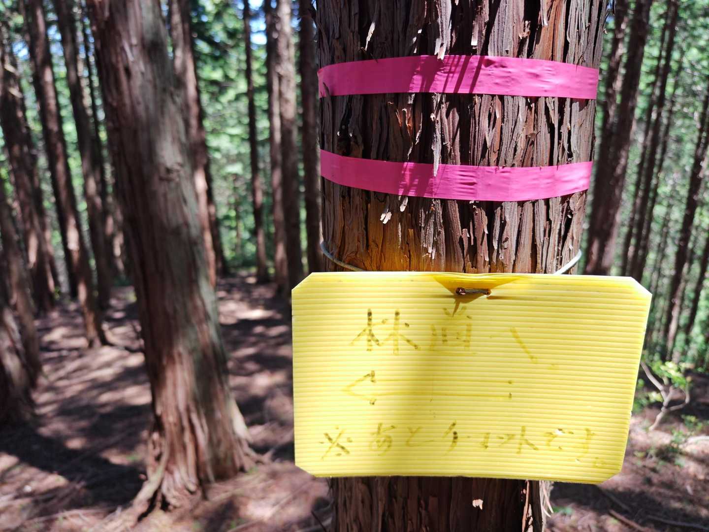 五僧峠-ヨコネ登山口-ヨコネ最高点-ヨコネ-東ヨコネ 周回コースの写真