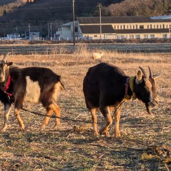 両崖山・仙人ヶ岳・石尊山 あれ？
来月からうちの解体をお願いしてる業者さんの🐐さんだ