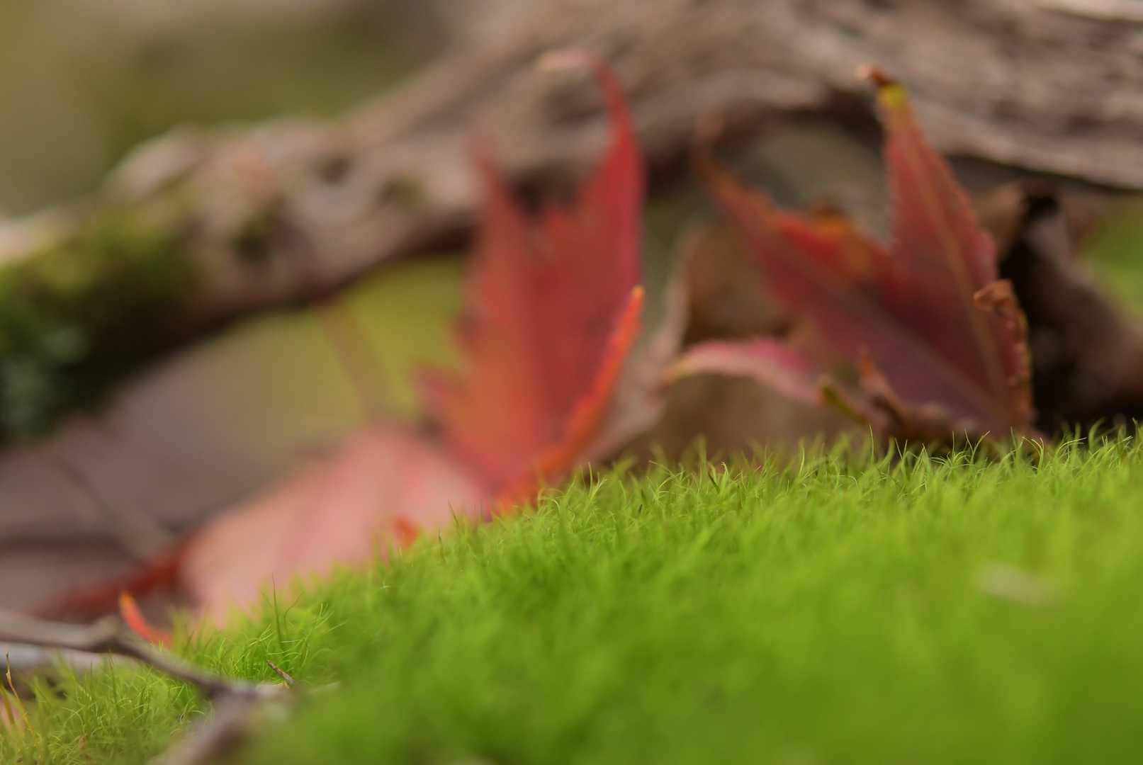 落ち葉が苔の美しさを引き立てる