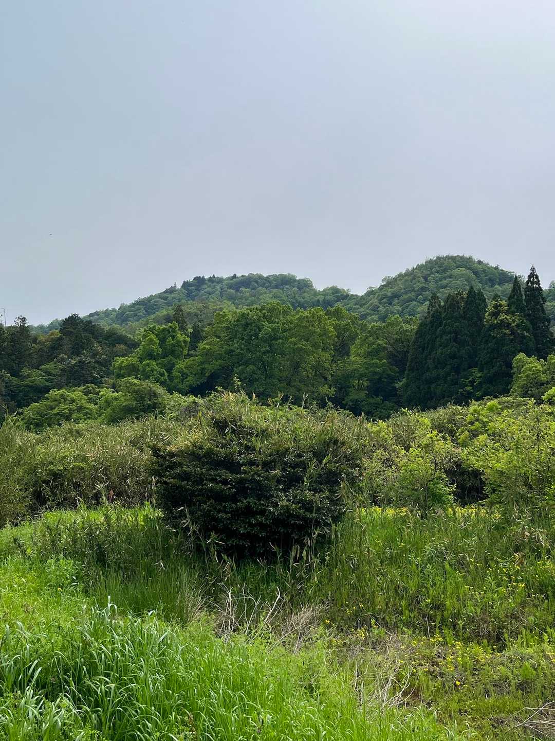 結構ジャングルな予感🌳🌲
