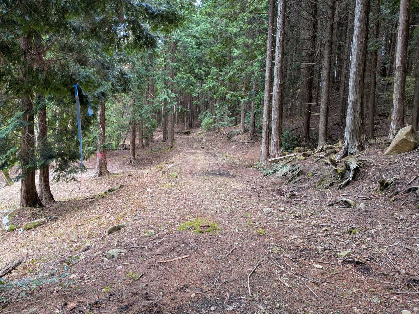 ほんとに歩きやすい🚶