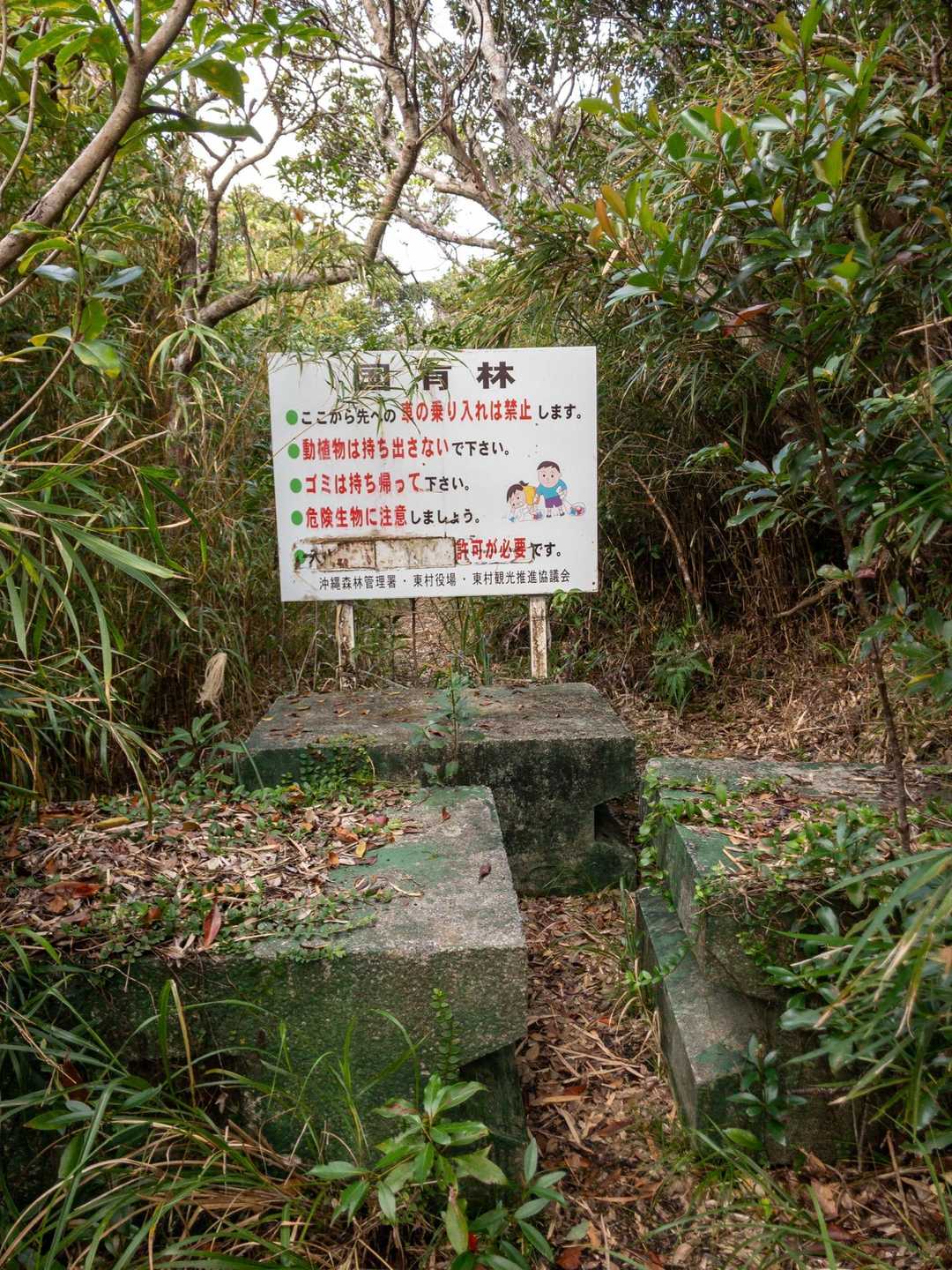 危険生物🪼はズバリ、ヒメハブ🐍です