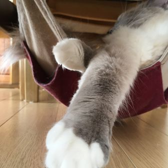 ウサギボルト🐇⚡