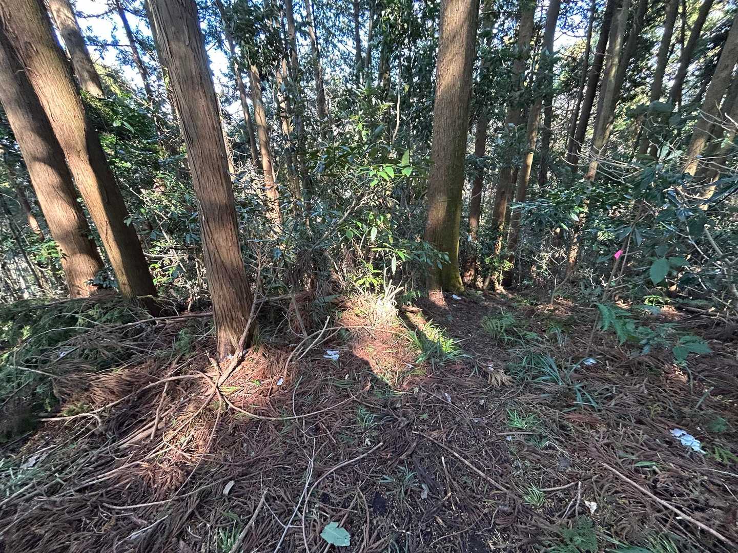 少し先に進んでしまいました(･_･;
わかりにくいけど、ピンクのテープ
先に、見つけました。
