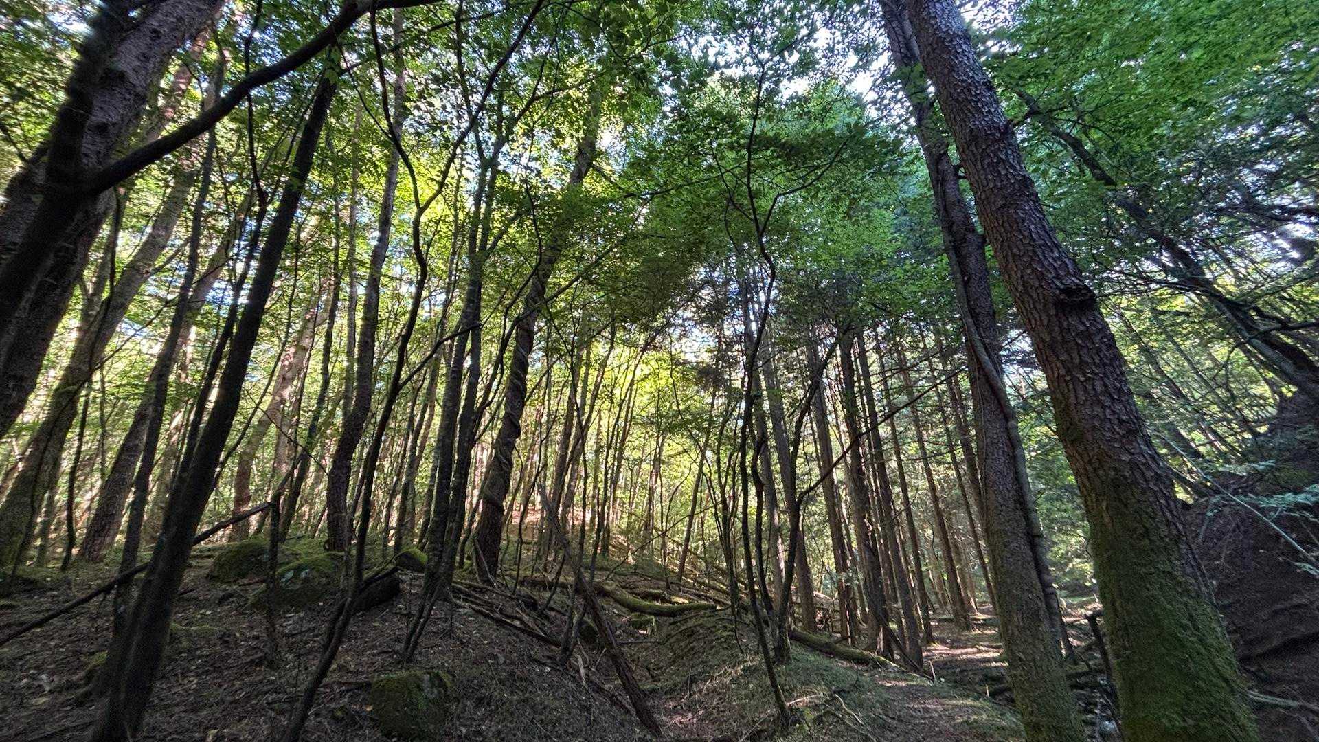 岩伏山 周回コースの写真