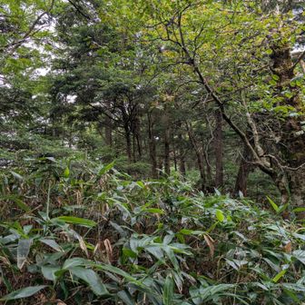 恩田大川入山への分岐に向かいました。分岐からの恩田大川入山への入口が全くわからない😂