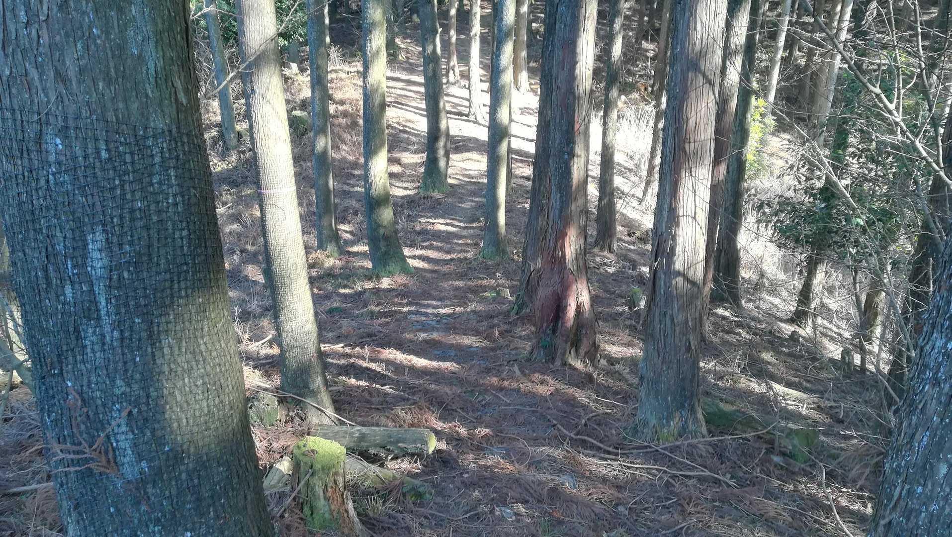 山道になりました。