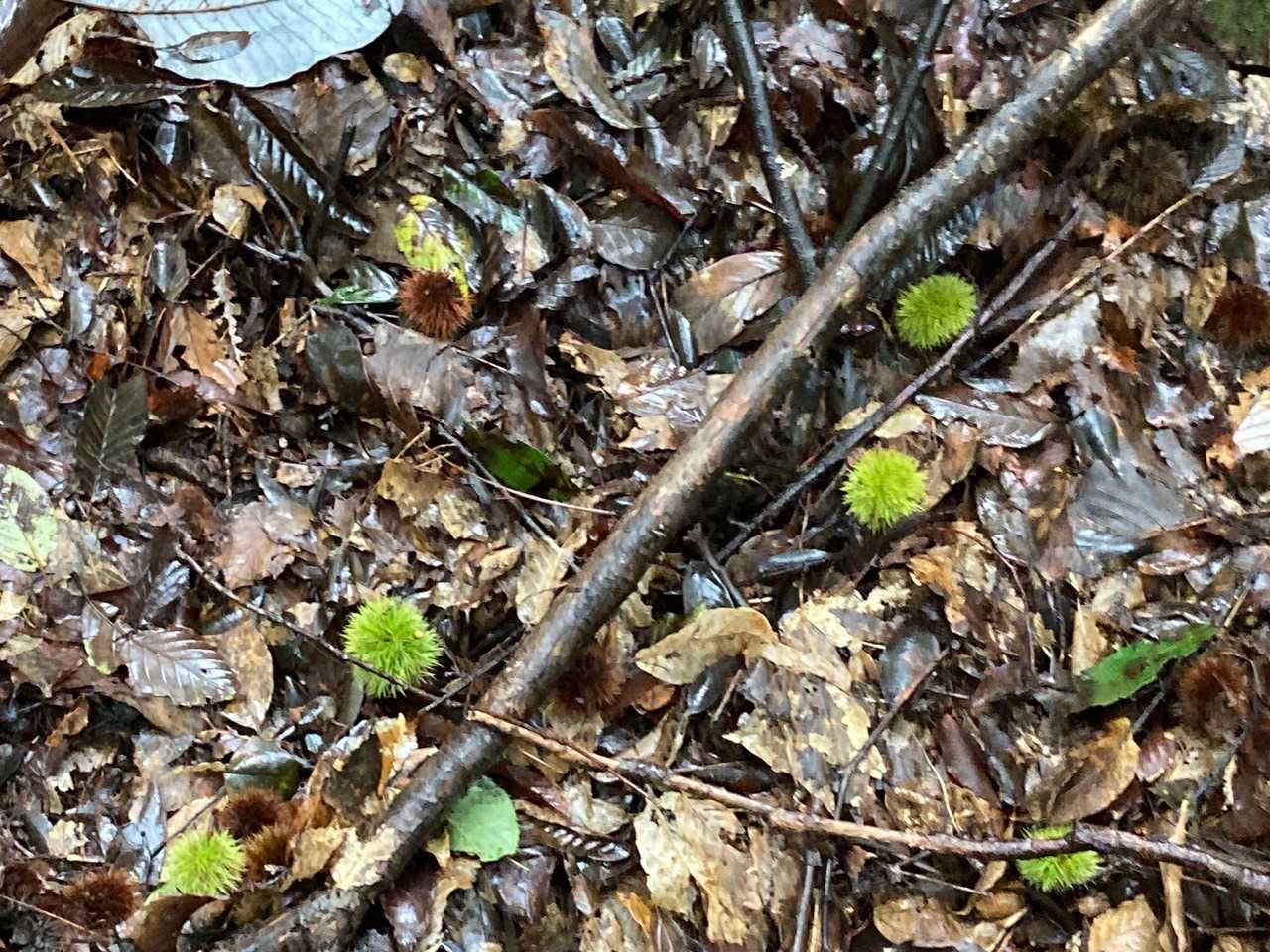 いがぐりが沢山落ちてたよ🌰