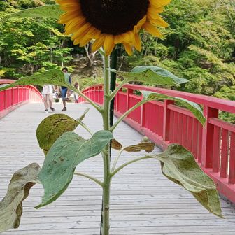 元気な🌻