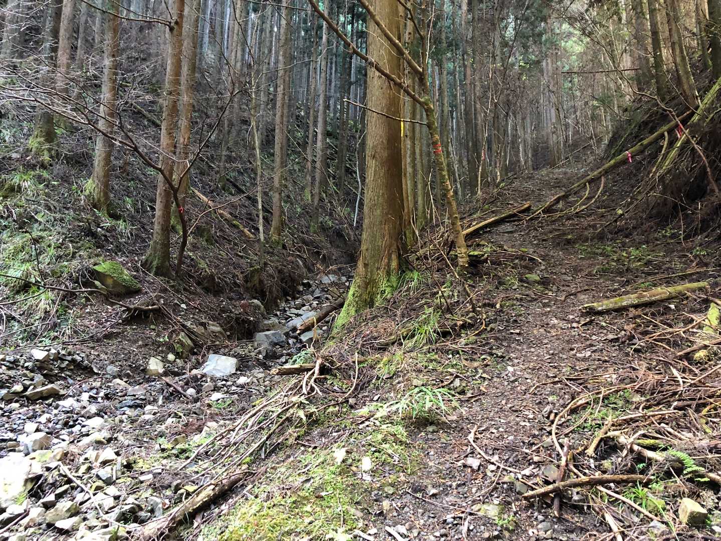 林道歩きもここまで、登りまぁーす🍂