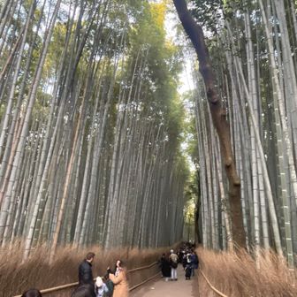 嵐山の竹林　人が凄かった