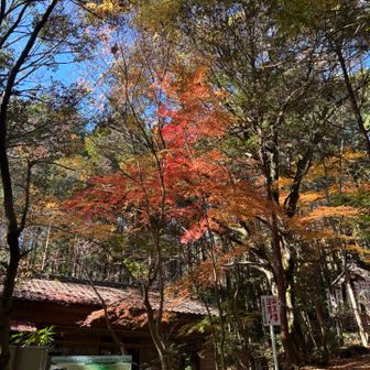 紅葉してキレイ