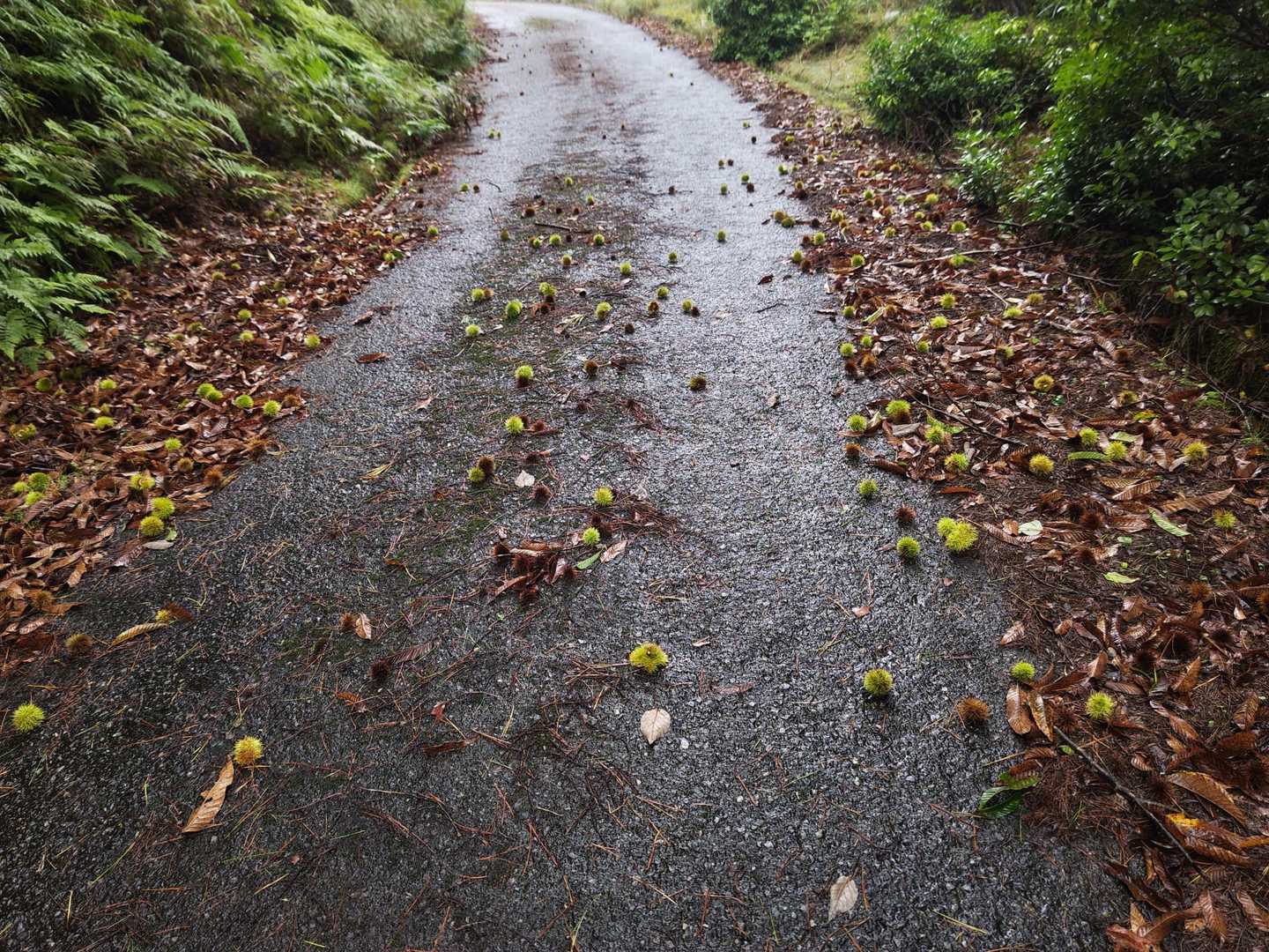 ひたすら舗装路を歩きます
至る所にいがぐり転がってます