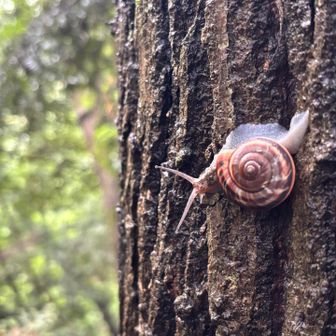 でか！🐌
5cmくらいありました👀