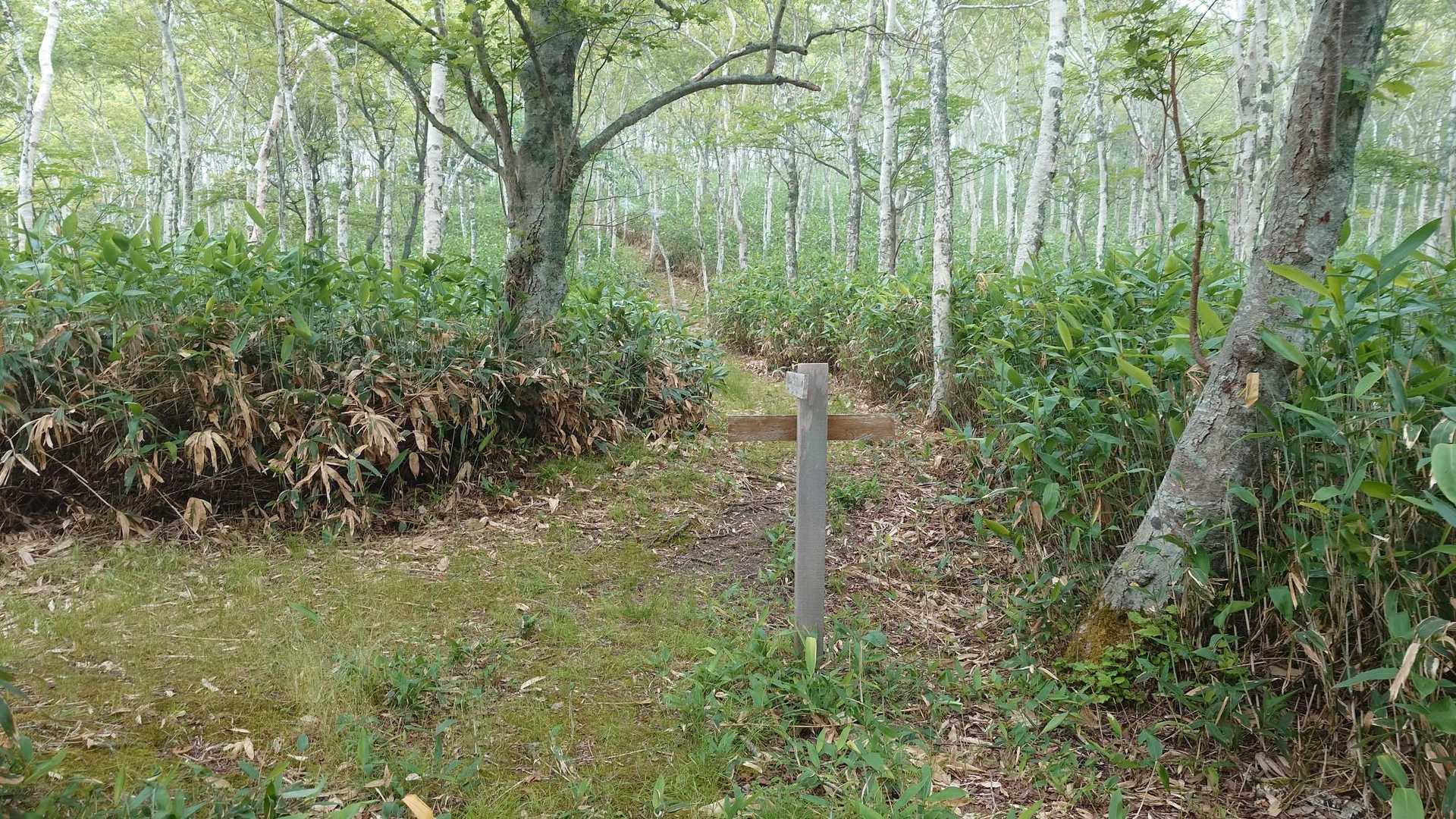 分岐に戻ってきました。
