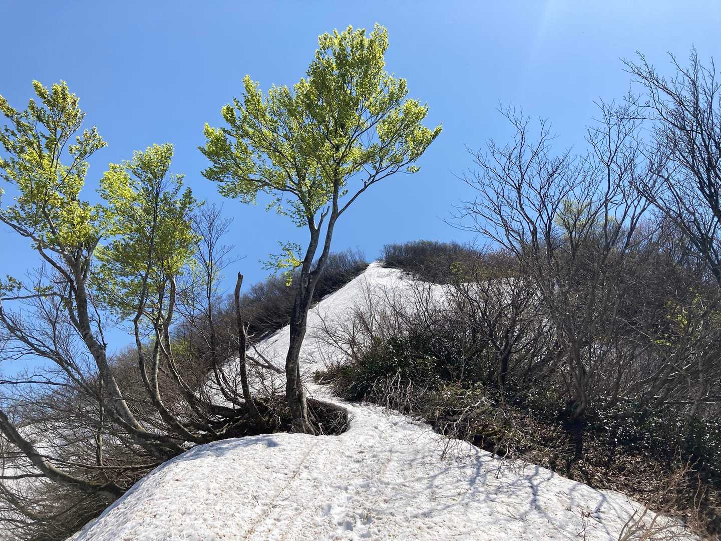 米山（吉尾コース登山口）＜吉尾コース＞の写真
