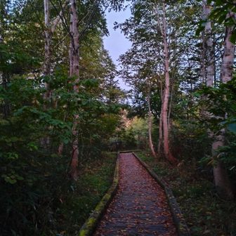朝の誰もいない森🌳