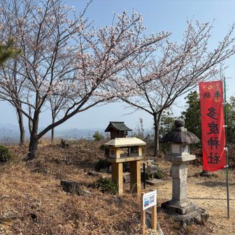 権現山山頂の桜の木