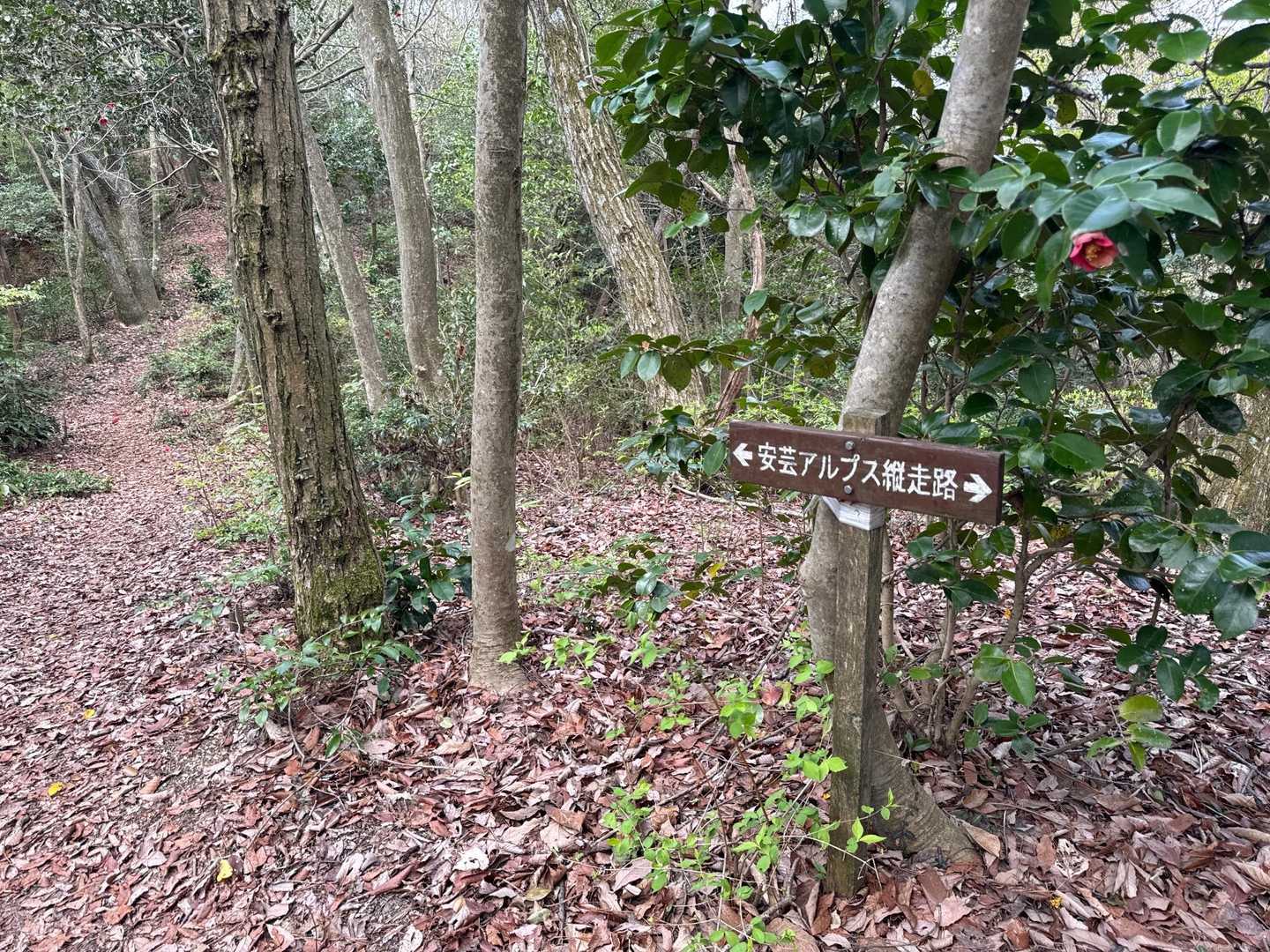 よく踏まれた登山道なのは縦走する方々がたくさん居られるからだね✌️