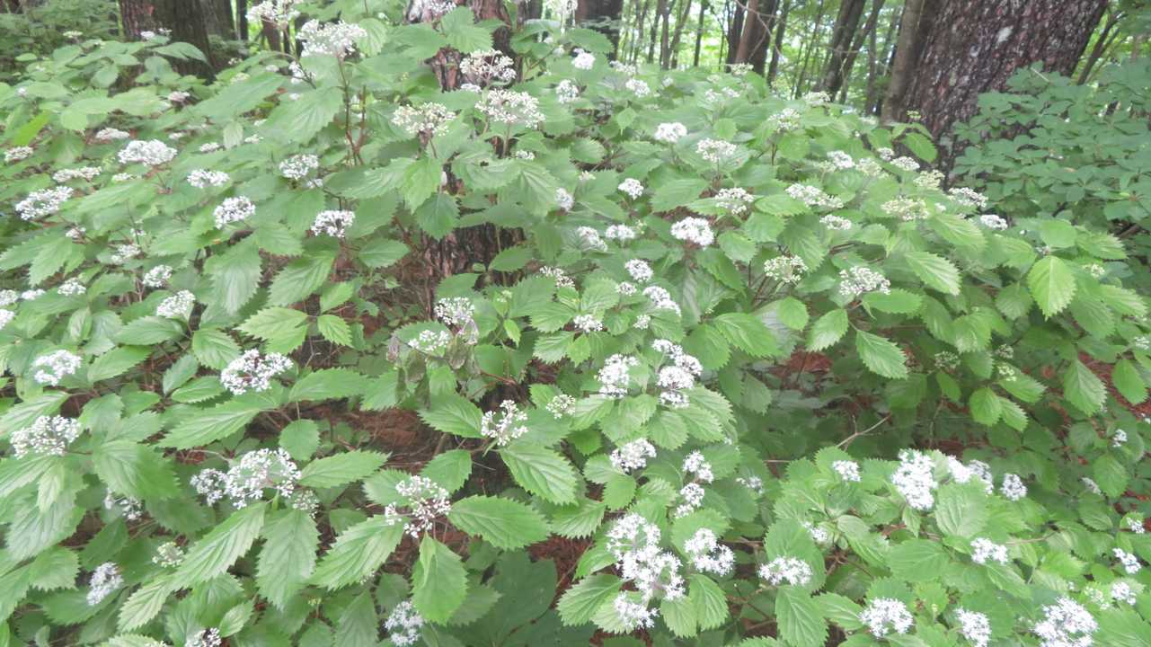 網掛山の住民　コアジサイの群生