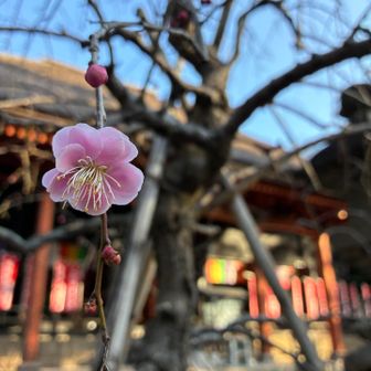 梅の花一輪咲いていました