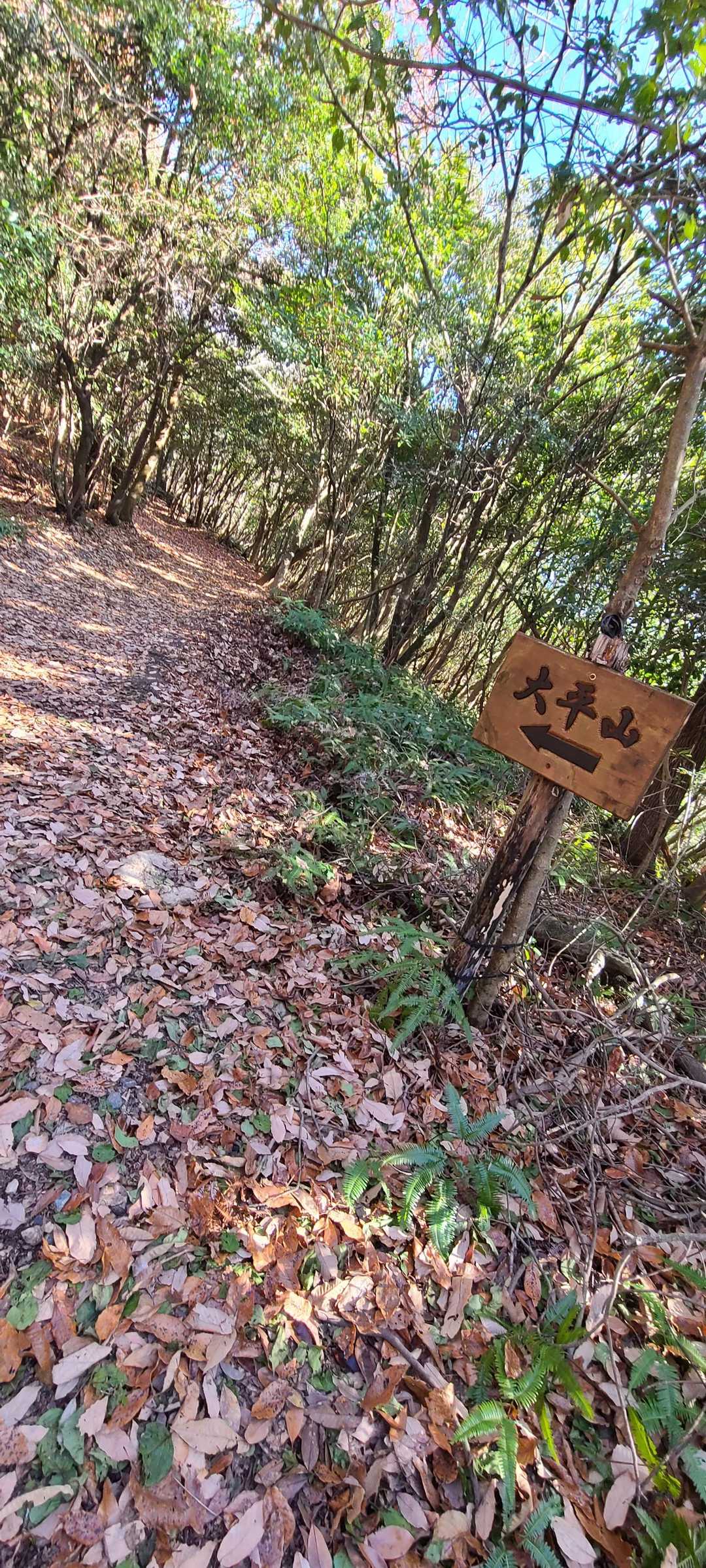 大平山登山口-大平山 往復コースの写真