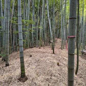 尾根沿いに進みます。いい雰囲気なんですが…竹林といえば蚊なんよね…
