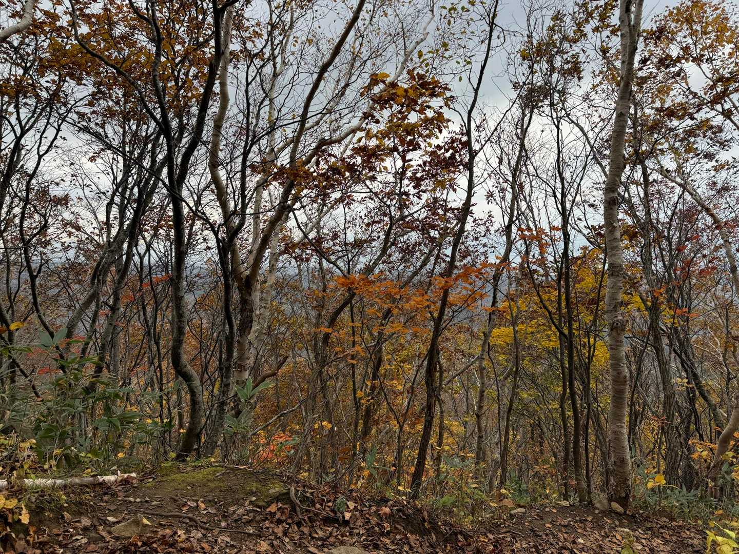 低山も紅葉🍁
冬が近づいているとしみじみ思う。